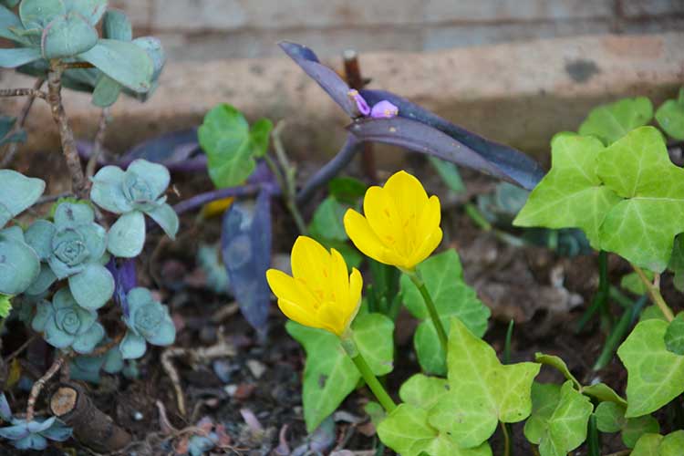 ../Images/Fiori-nel-Vaso. Giardino-Museo-Canonica.jpg